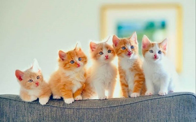 Giải mã giấc mơ thấy mèo